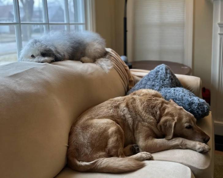 Un Bobtail allongé sur un canapé à côté d'un autre chien