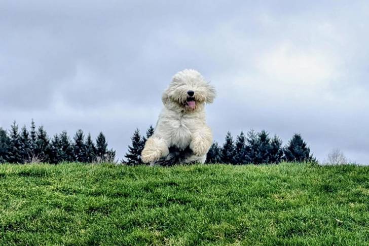 Un Bobtail courant sur un terrain herbeux