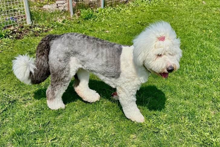 Un Bobtail marchant sur une surface herbacée