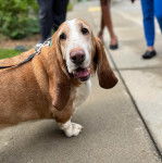 Un Basselier sur une surface b&eacute;tonn&eacute;e et qui est tenu en laisse 