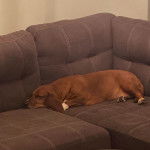 Un Basselier allongé sur un canapé et semblant dormir 