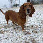 Un Basselier sur une surface enneigée et regardant vers la caméra