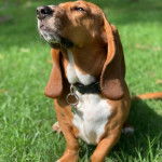 Un Basselier assis sur une surface herbacée et portant un collier autour du cou