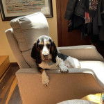 Un Basselier sur un fauteuil et portant un collier autour du cou