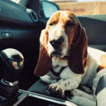Un Basselier allongé sur le siège d'une voiture et qui est tenu en laisse