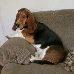 Un Basselier assis sur un canapé et regardant vers la caméra 