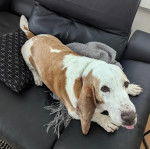 Un Basselier allongé sur un fauteuil 