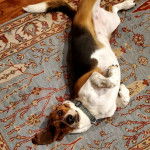 Un Basselier allongé sur un tapis et portant un collier autour du cou