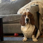 Un Basselier assis sur un tapis 