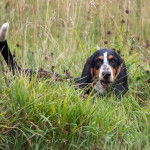 Un Basselier sur une surface herbacée et regardant vers la caméra