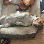 Un Basselier allongé sur le dos dans un panier 