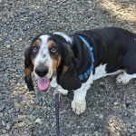 Un Basselier assis sur des gravillons et qui est tenu en laisse 