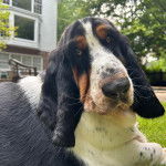 Un Basselier allongé sur une surface gazonnée et semblant détendu 