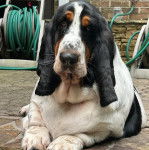 Un Basselier allongé et regardant vers la caméra 