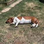 Un Basselier allongé sur une surface herbacée et portant un collier autour du cou