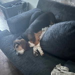 Un Basselier allongé sur un canapé et semblant détendu