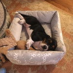 Un Basselier allongé dans un panier et semblant détendu 