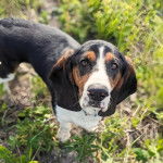 Un Basselier sur un terrain herbeux et regardant vers la caméra