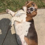 Un Basselier allongé sur une surface bétonnée et qui est tenu laisse 