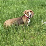 Un Basselier allongé sur une surface herbacée et qui est tenu en laisse 