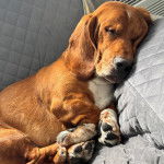 Un Basselier allongé sur un canapé et semblant dormir