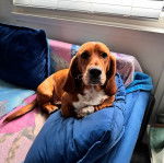 Un Basselier allongé sur un canapé et semblant détendu