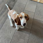 Un Basselier assis sur un sol carrelé et regardant vers la caméra 