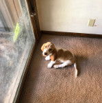 Un Basselier assis sur une moquette et regardant vers la caméra