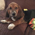 Un Basselier allongé sur un canapé et semblant détendu 