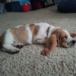 Un Basselier allongé sur un tapis et portant un collier autour du cou