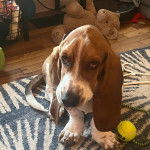 Un Basselier assis sur un tapis 