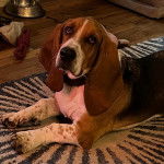 Un Basselier allongé sur un tapis et portant un collier autour du cou