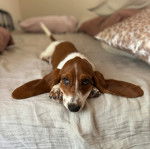 Un Basselier allongé sur un lit 