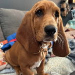 Un Basselier assis sur un canap&eacute; et portant un collier autour du cou