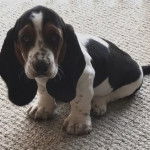 Un Basselier assis sur une moquette et regardant vers la cam&eacute;ra