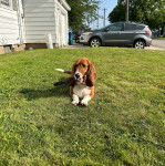 Un Basselier allong&eacute; sur une surface gazonn&eacute;e et tenant un b&acirc;ton dans sa gueule  