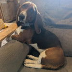 Un Basselier assis sur un fauteuil et portant un collier autour du cou