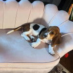 Un Basselier allongé sur un canapé 