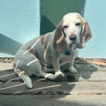 Un Basselier assis sur un plancher et portant un collier autour du cou