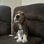 Un Basselier assis sur un canap&eacute; et portant un collier autour du cou 