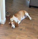 Un Basselier allong&eacute; sur un sol carrel&eacute; et portant un collier autour du cou