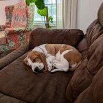 Un Basselier allong&eacute; sur un canap&eacute; et semblant dormir  