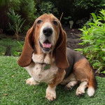 Un Basselier assis sur une surface gazonn&eacute;e et portant un collier autour du cou