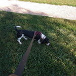 Un Basselier sur une surface gazonn&eacute;e et qui est tenu en laisse 