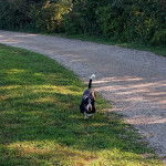 Un Basselier marchant sur une surface gazonn&eacute;e 