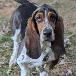 Un Basselier sur une surface herbac&eacute;e et portant un collier autour du cou