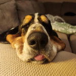 Un Basselier allong&eacute; sur un canap&eacute; et semblant dormir 