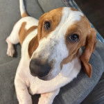 Un Basselier allong&eacute; sur un canap&eacute; et regardant vers la cam&eacute;ra 