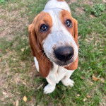 Un Basselier sur une surface herbac&eacute;e 