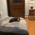 Un Basselier allong&eacute; sur un canap&eacute; et semblant d&eacute;tendu 